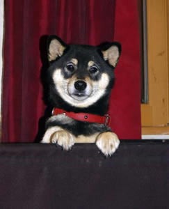 tachi