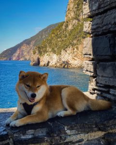 femelle shiba rousse avec vu sur la mer