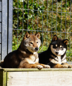 chiot avec sa maman