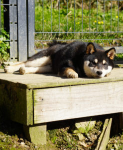 chiot couché