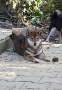 shiba sésame couché