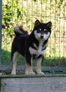 chiot debout