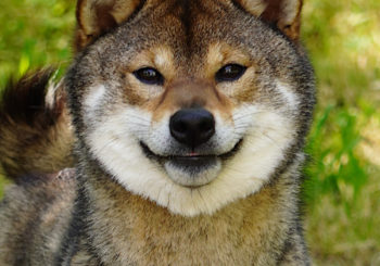 tête shiba sésame