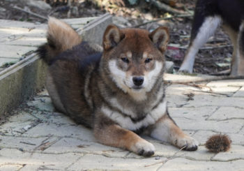 shiba sésame couché